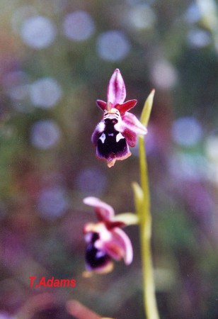 Ophrys